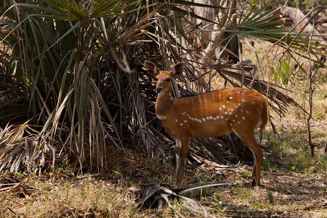 089 Okavango Delta, bosbok.jpg